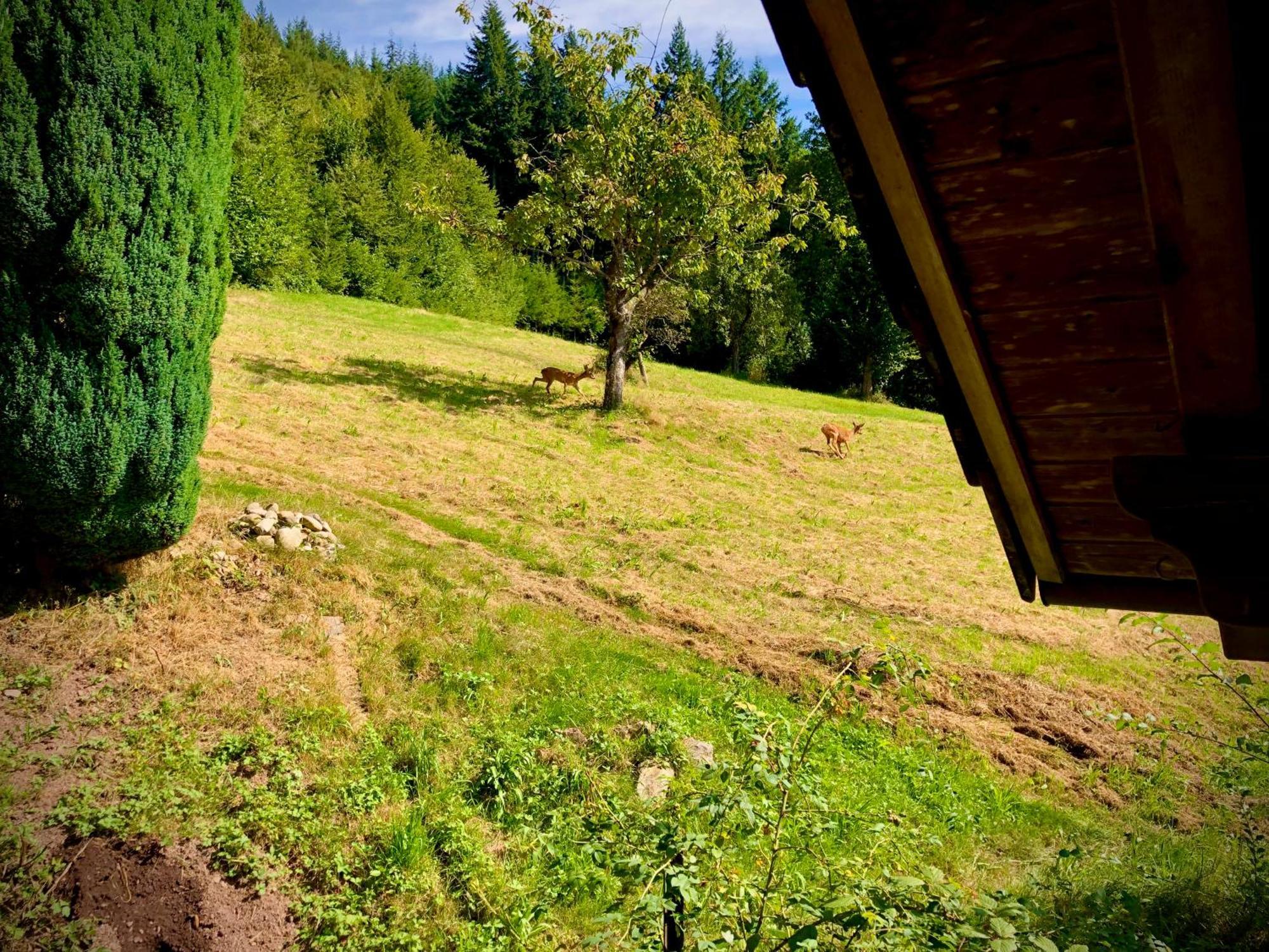 Готель Ferien Im Schwarzwald Freiamt Екстер'єр фото